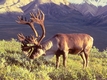Rys 204: Barren Ground Caribou, Alaska.jpg [110609 bajt�w]